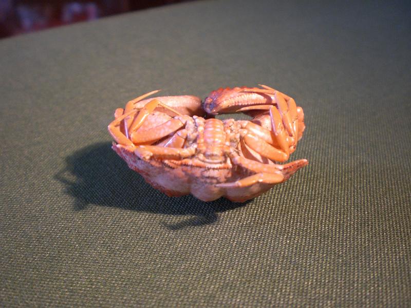 calappa pokipoki T.F.C. posterior ventral view.jpg